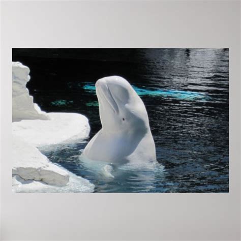 White Beluga Whale Poster