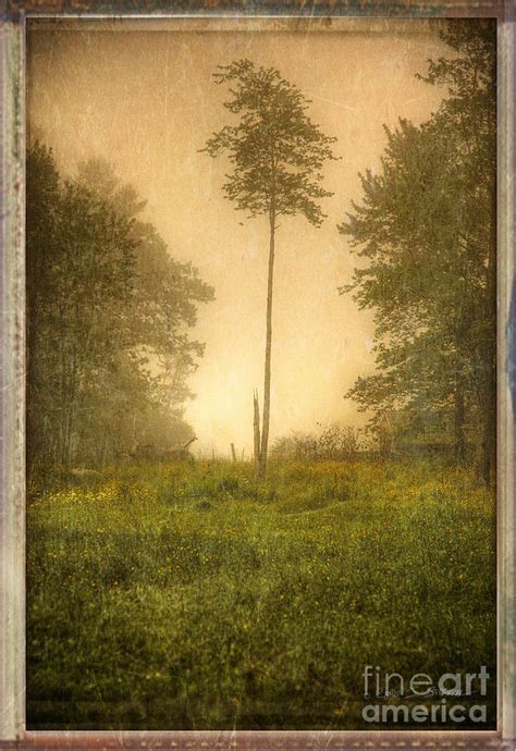 Lone Fog Tree In The Meadow Photograph By Craig J Satterlee Fine Art