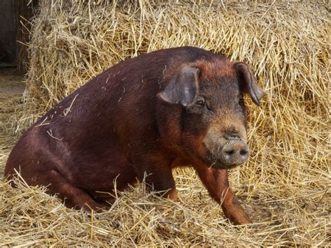 Different Types Of Pigs Domesticated Pig List And Guide 2023