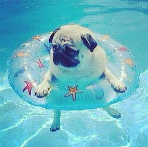 Just Floatin Pug Hehe Pinterest Baby Pool Swim And U Want
