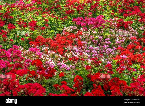 Petunia And Geraniums Hi Res Stock Photography And Images Alamy