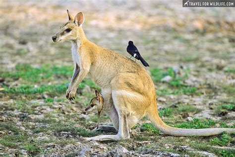 Where To See Native Australian Animals An Epic Australia Roadtrip Artofit