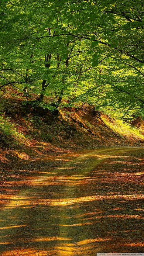 Road Wallpaper Forest Road Summer Wallpaper 1080x1920 Supportive Guru