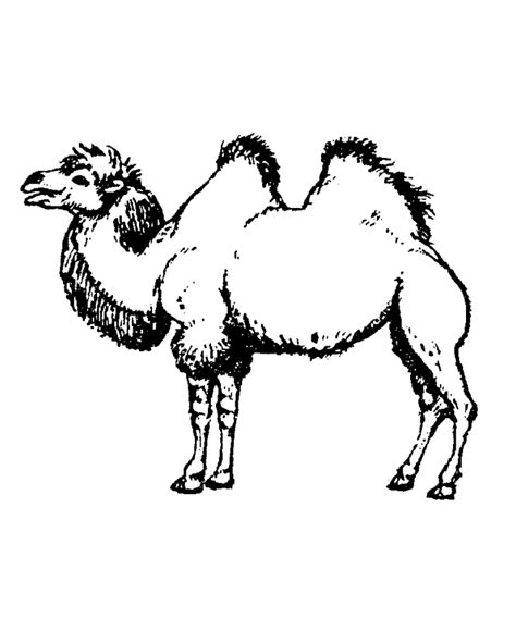 Camels are the only animals that have uniqueness with a humped back. Free Printable Camel Coloring Pages For Kids