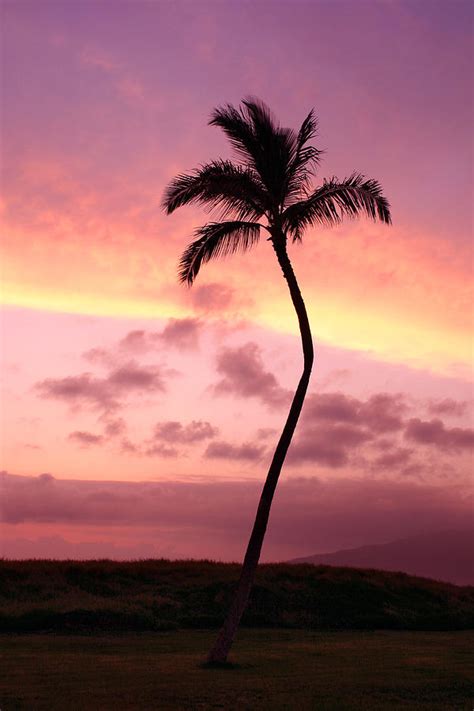 A Lone Coconut Palm Tree In Kihei Maui Hawaii At Sunset