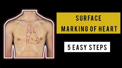 Surface Marking Of Heartsurface Anatomy Of Thorax Thorax Youtube