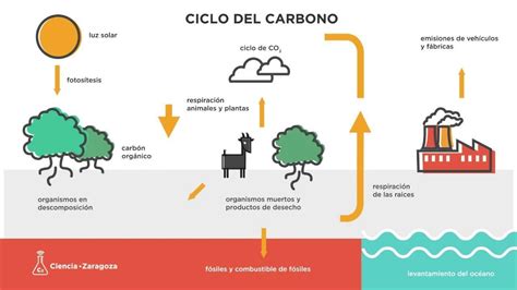 Realiza Un Peque O Dibujo Del Ciclo Del Carbono Con Una Peque A