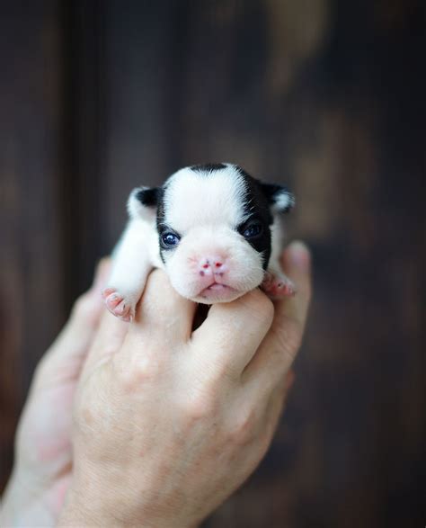 On average, the normal price of a french bulldog is going to be between 1500$ to 3000$, while anywhere from 3000$ to 8000$ is french bulldogs do sometimes tend to come in very unique and appealing colors, most common being blue, much different than the usual plain white fur color. Why French Bulldogs puppies cost that much - French ...