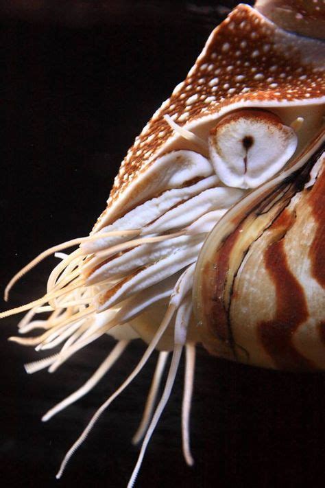 40 Nautilus Ideas In 2021 Nautilus Sea Creatures Ocean Creatures