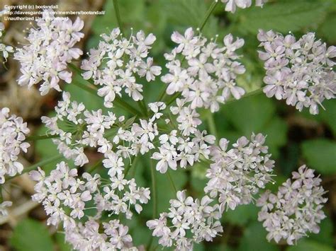 Plant database entry for hairy chervil (chaerophyllum hirsutum 'roseum') with 5 images. PlantFiles Pictures: Chaerophyllum, Hairy Chervil 'Roseum ...