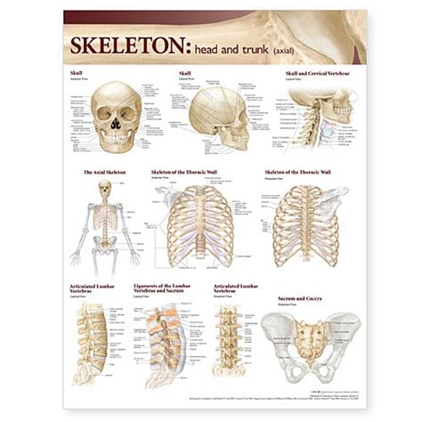 Anatomical Poster Skeletal Structure Poster Skeletal System Chart Wall