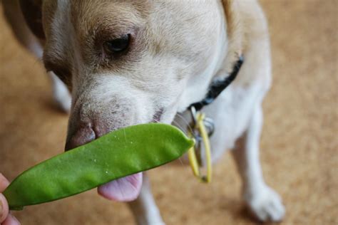 Can Dogs Eat Fresh Peas