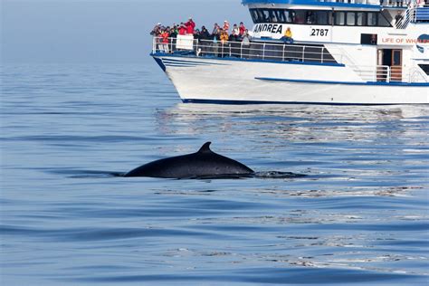 Whale Watching | Whale watching, Whale watching boat, Whale watching tours