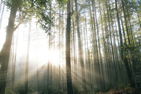 Sunlight Through Trees In Forest Bainbridge Washington United States