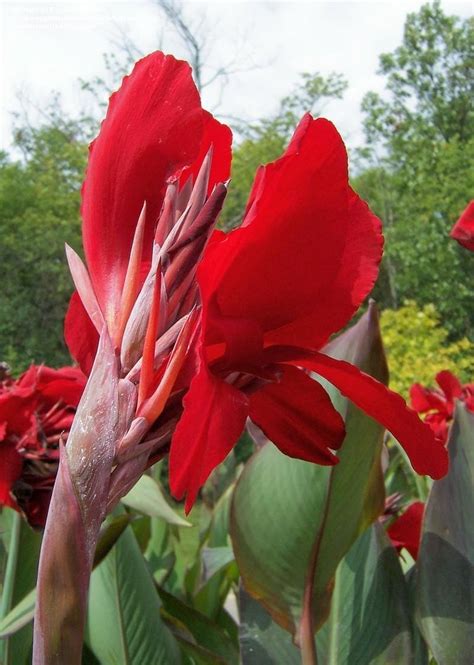 Order exclusive spring and summer bulbs online! PlantFiles Pictures: Canna Lily 'Red Dazzler' (Canna x ...