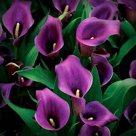 Purple Canna Purple Calla Lilies Lily Plants Pink Calla Lilies