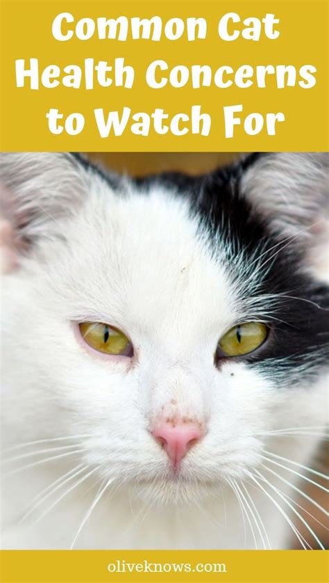 Common Cat Health Concerns To Watch For Oliveknows Cat Health Cat
