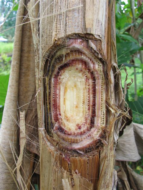 Panama Disease In Bananas Frequently Asked Questions Agriculture And