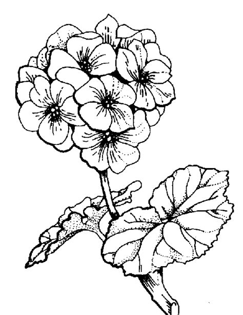 Geranium To Print Out Coloring Pages Coloring Pages