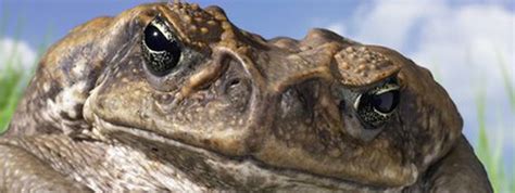 Tourism has surpassed agriculture and manufacturing as the main component of florida's economy. Florida Wildlife Extension at UF/IFAS