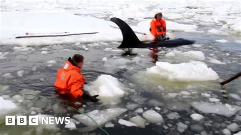 Killer Whales Rescued From Ice In Russia Bbc News