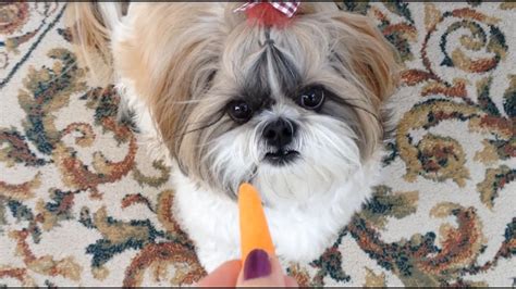 Cute Shih Tzu Dog Lacey Likes Carrots 🥕 Youtube