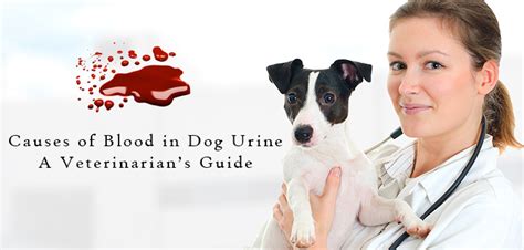 Causes Of Blood In Dog Urine A Vets Guide