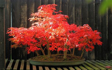 An automatic computerized timer turns the lamp on and off, simulating the day length in cycle with the four seasons. Bonsai Tree Wallpapers - Wallpaper Cave