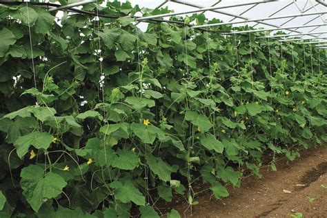 How To Grow Cucumbers Finegardening