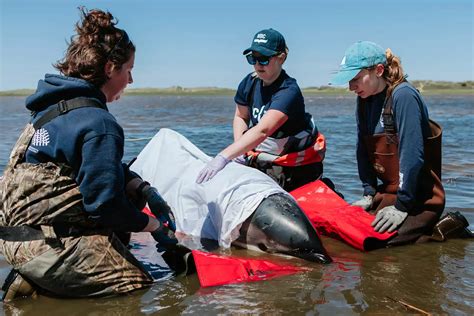 Dolphins Saved After Washing Ashore At Cape Cod ‘stranding Hotspot