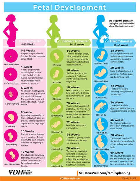 Fetal Development Chart Vdhlivewell Vdhlivewell