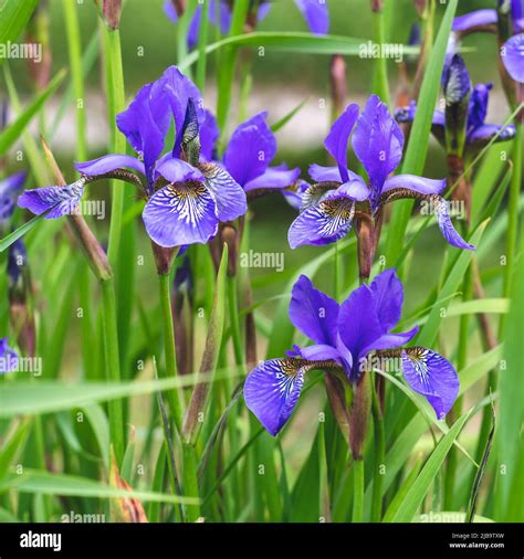 The Purple Iris Flower Closeup In The Garden Beautiful Hi Res Stock