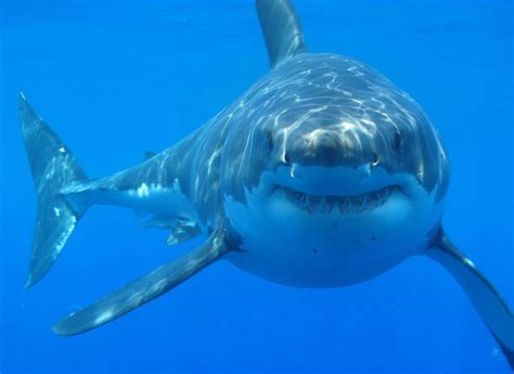 White Sharks Choose Who They Hang With New Study Reveals Scinews