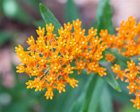 Butterfly Weed Asclepias Tuberosa Attracts Butterflies