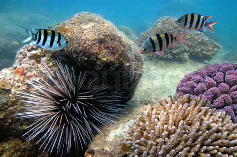 Large Sea Urchin Making Its Way Across A Coral Reef Stock Image