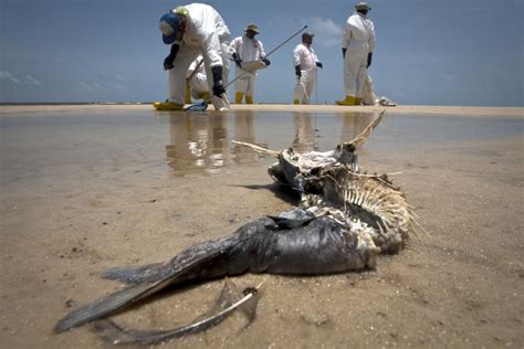 Bp Reaches Settlement In 2010 Gulf Oil Spill Agrees To Pay 187