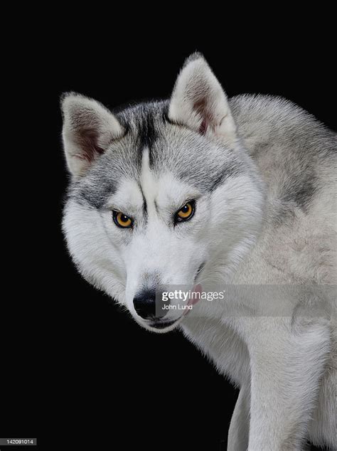 Hungry Menacing Wolf High Res Stock Photo Getty Images