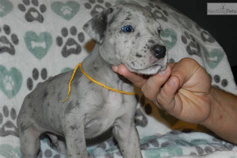 Aside from general, common sense canine care, the great dane is not necessarily a high maintenance pet. Great Dane puppy for sale near Southern Illinois, Illinois ...