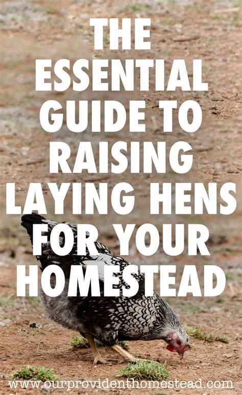 the essential guide to raising laying hens for your homestead laying hens laying chickens