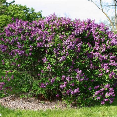 Lilac Common Purplesyringa Vulgaris Schumachers Nursery And Berry Farm
