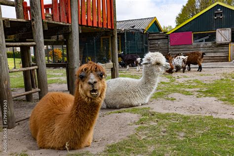 Petting Zoo With Two Alpacas And Playground Equipment Stock Photo