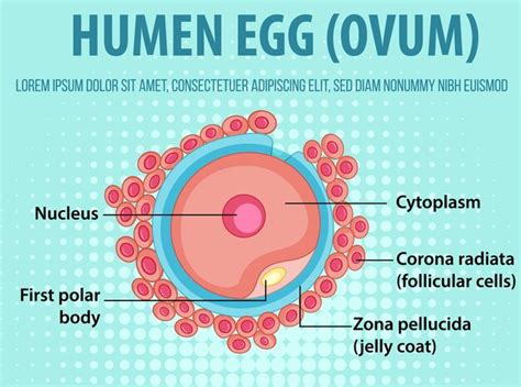 Free Vector Diagram Showing Human Egg Ovum