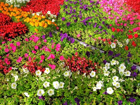 Choosing Annual Flowers Tips For Growing Annual Gardens