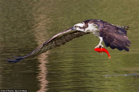 Fish And Dips Incredible Photos Show Osprey Swooping In On Off Guard