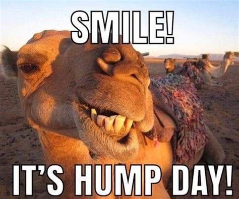 Pin By My Info On Days Of The Week In 2020 Hump Day Quotes Funny Funny Hump Day Memes Hump