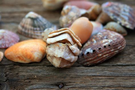 Assorted Shells Free Stock Photo Public Domain Pictures