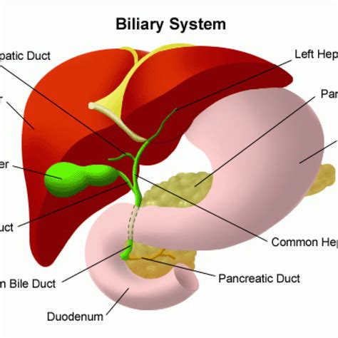 How Is Biliary Treated In Dogs