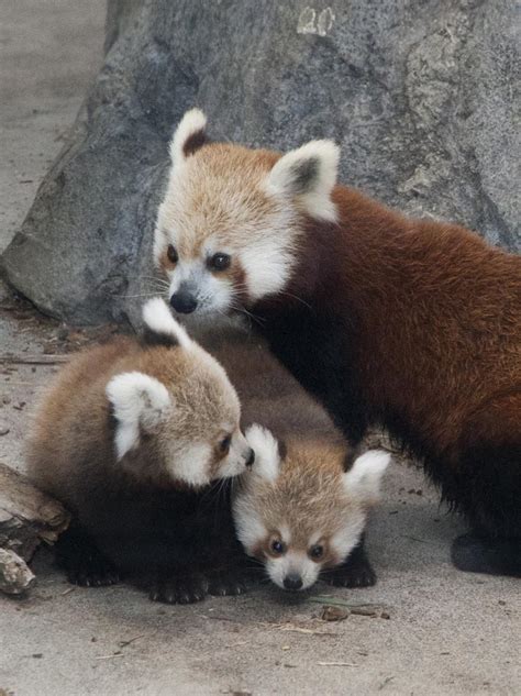 Raising Red Pandas By Hand At The National Zoo Smithsonian Insider
