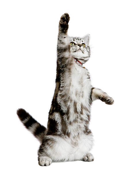 Cat Reaching Up Stock Photos Pictures And Royalty Free Images Istock