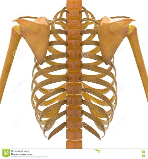 Human Skeleton Scapula With Ribs Stock Illustration - Illustration of ...